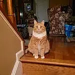 Brown, Cat, Window, Felidae, Wood, Carnivore, Door, Whiskers, Small To Medium-sized Cats, Fawn, Hardwood, Stairs, Wood Stain, Tail, Chair, Laminate Flooring, Wood Flooring, Domestic Short-haired Cat
