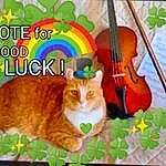 Cat, Rainbow, Musical Instrument, Violin Family, Orange, Carnivore, Felidae, Fawn, String Instrument, Small To Medium-sized Cats, Violin, Whiskers, Tail, Font, String Instrument Accessory, Grass, Fiddle, Wood, Varnish, Door