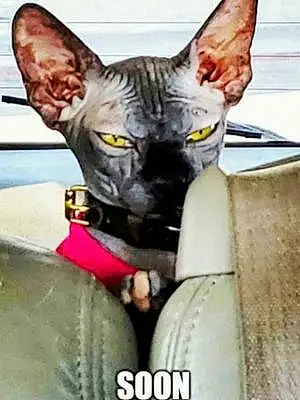 Name Sphynx Cat Isis