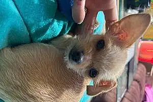 Name Chihuahua Dog Lili