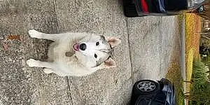 Alaskan Malamute Dog Molly
