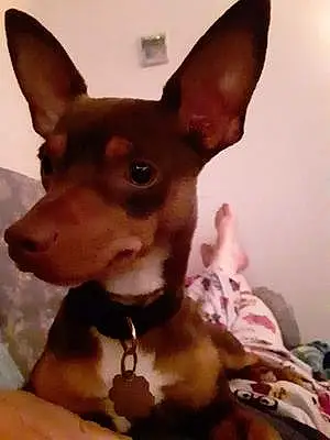 Name Chihuahua Dog Buggy