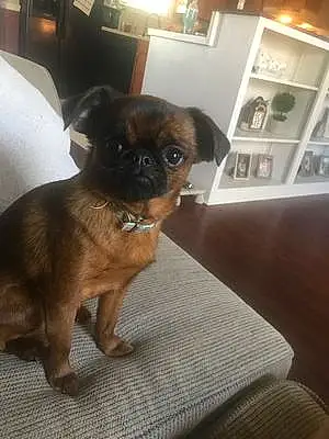 Name Brussels Griffon Dog Hunny
