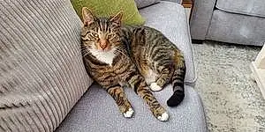 Name Tabby Cat Darcy