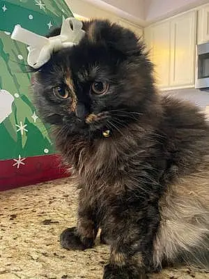Name Scottish Fold Cat Cyrus