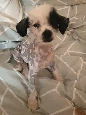 Name Chinese Crested Dog Keith