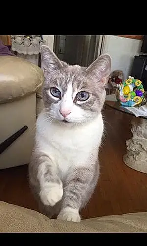 Name Siamese Cat Leah