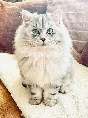 Name Siberian Cat Bodie