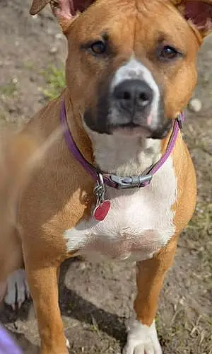 Name Pitt Bull Terrier Dog Sasha