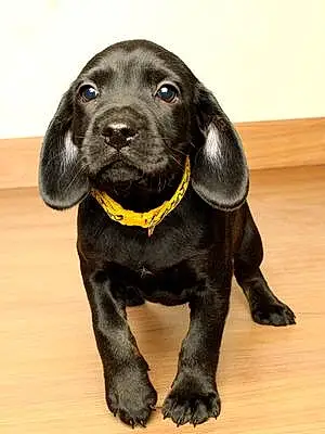 Name Labrador Retriever Dog Gunther