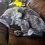 Cat, Felidae, Comfort, Grey, Carnivore, Whiskers, Small To Medium-sized Cats, Russian blue, Tail, Snout, Couch, Paw, Domestic Short-haired Cat, Claw, Furry friends, Nap, Sleep, Wool