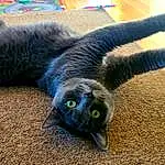 Cat, Plant, Felidae, Carnivore, Small To Medium-sized Cats, Grey, Bombay, Whiskers, Dog breed, Terrestrial Animal, Russian blue, Tail, Black cats, Cat Toy, Domestic Short-haired Cat, Paw, Furry friends, Electric Blue, Claw