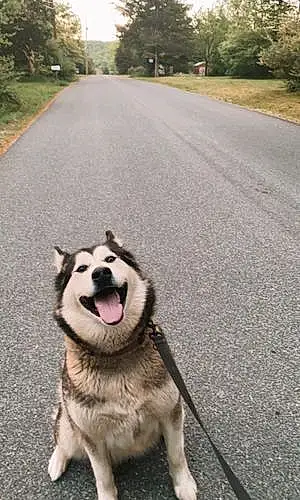 Alaskan Malamute Dog Kiko