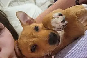 Name Chihuahua Dog Clifford