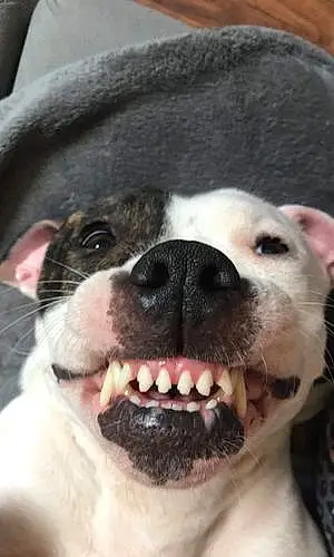 Name Staffordshire Bull Terrier Dog Roxy