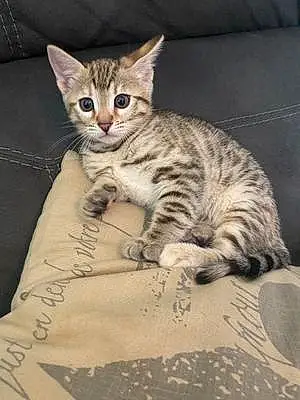 Name Bengal Cat Leona