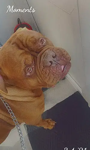 Dogue De Bordeaux Dog Tyson