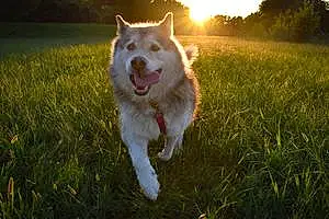 Alaskan Malamute Dog Sable