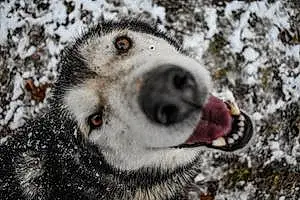 Alaskan Malamute Dog Miska