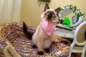 Name Siamese Cat Jewel