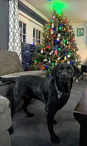 Name Labrador Retriever Dog Kodak
