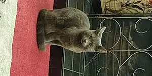 Name Russian Blue Cat Drago