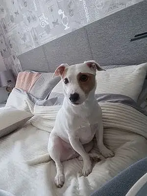 Name Jack Russell Dog Busta