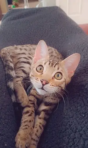 Name Bengal Cat Jynx