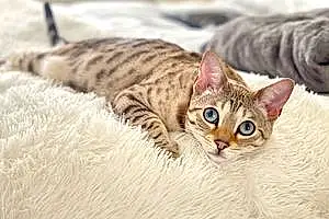 Name Bengal Cat Cardi