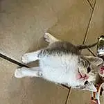 Felidae, Rat, Small To Medium-sized Cats, Whiskers, Rodent, White Footed Mouse, Kitchen Utensil, Tail, Domestic Short-haired Cat, Furry friends, Muroidea, Claw, Pest, Tableware, Mouse, Gerbil, White Footed Mice, Hardwood, Muridae