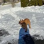 Dog, Snow, Carnivore, Freezing, Fawn, Companion dog, Dog breed, Plant, Winter, Tree, Tail, Slope, Canidae, Frost, Spitz, Playing In The Snow, Shadow, Ice Cap
