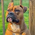Dog, Dog breed, Carnivore, Collar, Fawn, Companion dog, Liver, Dog Collar, Working Animal, Snout, Wrinkle, Pet Supply, Tree, Wood, Trunk, Working Dog, Grass, Boxer, Ancient Dog Breeds