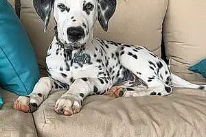 Name Dalmatian Dog Gotti