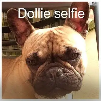 Dollie