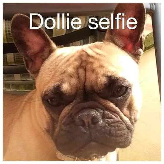 Dollie
