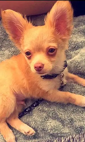 Name Chihuahua Dog Bellamy