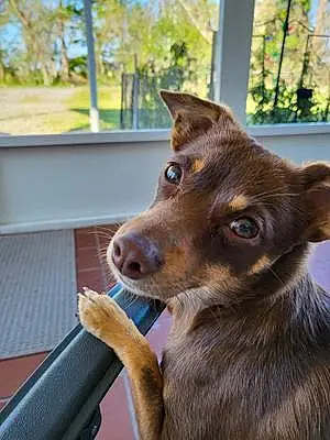 Name Chihuahua Dog Kia