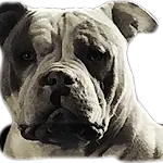 Dog, Bulldog, Carnivore, Dog breed, Fawn, Companion dog, Wrinkle, Working Animal, Snout, Whiskers, Canidae, Dog Collar, Collar, Working Dog, Boxer, Molosser, Terrestrial Animal, Ancient Dog Breeds, Black & White