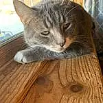 Cat, Eyes, Window, Wood, Felidae, Carnivore, Small To Medium-sized Cats, Whiskers, Comfort, Fawn, Hardwood, Wood Stain, Tail, Snout, Furry friends, Domestic Short-haired Cat, Plank, Wood Flooring