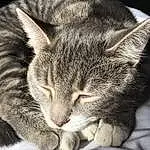 Cat, Eyes, Felidae, Carnivore, Small To Medium-sized Cats, Ear, Whiskers, Comfort, Grey, Snout, Paw, Furry friends, Domestic Short-haired Cat, Nap, Mountain, Claw, Sleep, Sky, Square