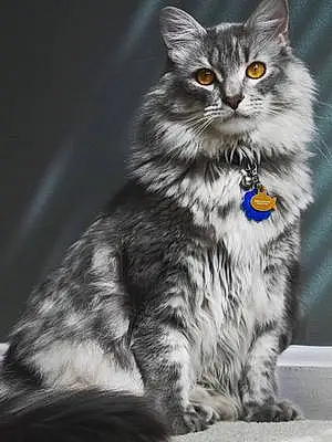 Name Norwegian Forest Cat Cat Dylan