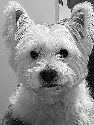 Name West Highland White Terrier Dog Hamish