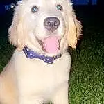 Dog, Dog breed, Carnivore, Smile, Grass, Fawn, Companion dog, Dog Collar, Snout, Canidae, Working Animal, Gun Dog, Furry friends, Fang, Working Dog, Puppy