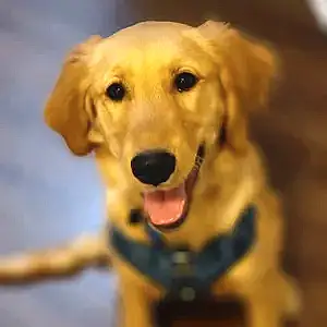Name Golden Retriever Dog Lacy