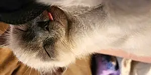Name Siamese Cat Kali