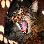 Head, Cat, Eyes, Window, Felidae, Fang, Carnivore, Small To Medium-sized Cats, Human Body, Jaw, Tooth, Whiskers, Yawn, Snout, Roar, Close-up, Terrestrial Animal, Furry friends, Claw