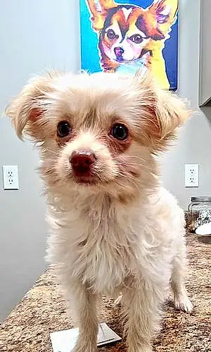 Name Chihuahua Dog Fenway