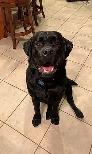 Name Labrador Retriever Dog Briar