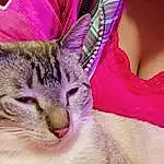 Cat, Felidae, Carnivore, Sleeve, Textile, Pink, Whiskers, Small To Medium-sized Cats, Plant, Magenta, Snout, Close-up, Selfie, Event, Grass, Furry friends, Domestic Short-haired Cat, Linens, Paw, Fashion Accessory
