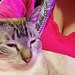 Cat, Felidae, Carnivore, Pink, Whiskers, Small To Medium-sized Cats, Magenta, Close-up, Event, Furry friends, Domestic Short-haired Cat, Fashion Accessory, Jewellery, Paw, Selfie, Linens, Pattern, Peach, Grass